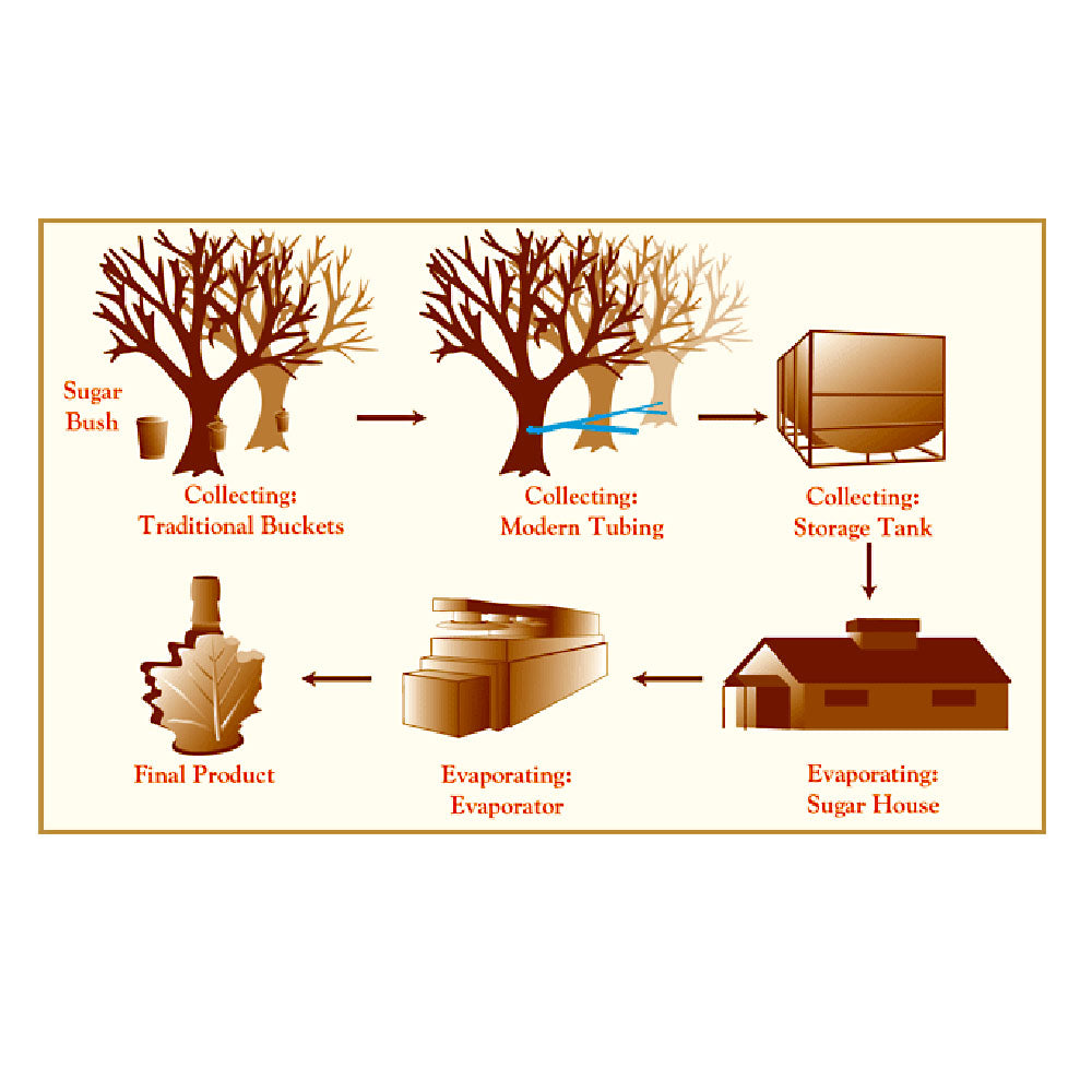 Maple Syrup Manufacturing Process Pure Maple Syrup No.1 – Shing Hing Food